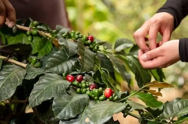 salkantay santa teresa